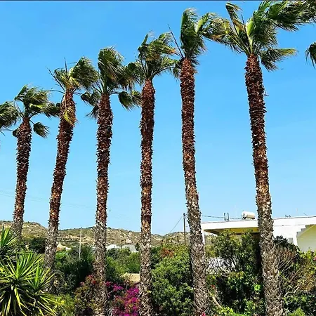 The Palm Tree *