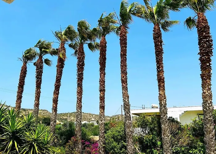 The Palm Tree *